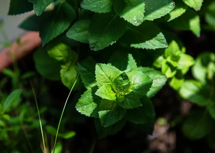 Garden View - By My In