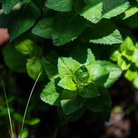 Garden View - By My In